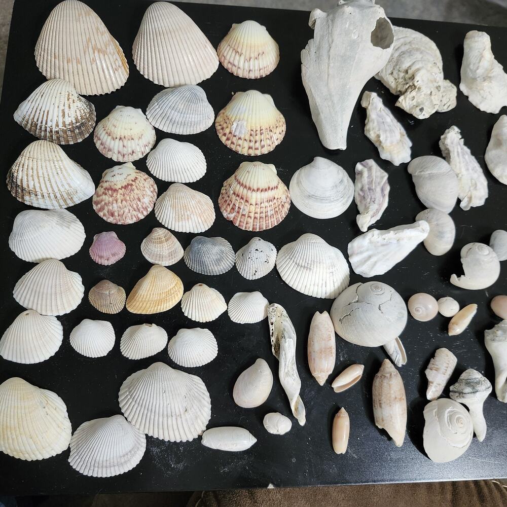 Sea Shells All Different Sizes Collected from Beaches & Rivers